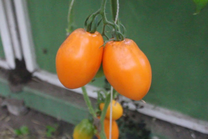 tomate naranja Konigsberg