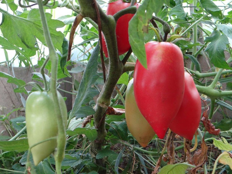 tomate rose Königsberg