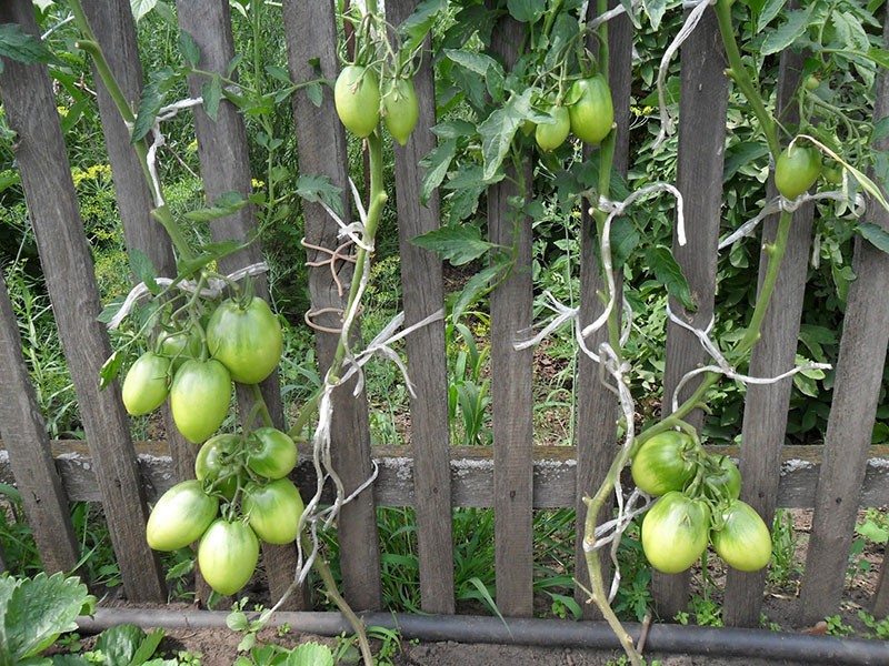 nous cultivons une tomate Konigsberg