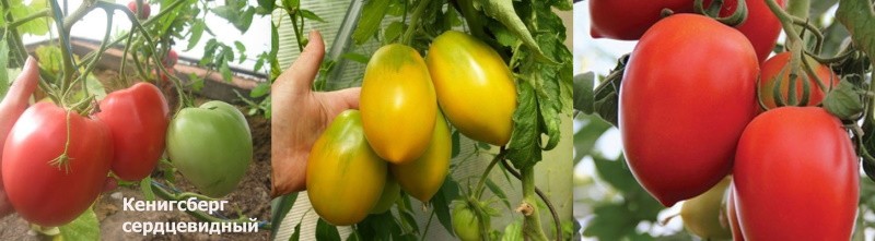 Tomate Konigsberg en forma de corazón