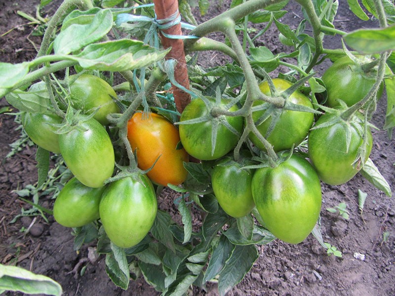 características del cultivo de tomates