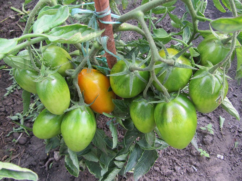 caractéristiques de la culture des tomates