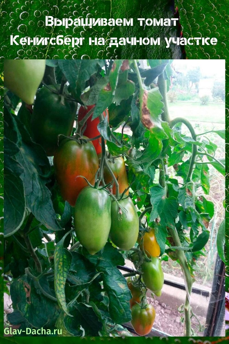 tomate koenigsberg