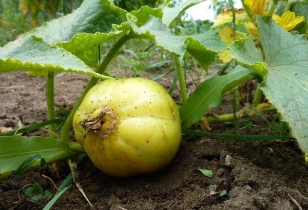 pepino limón al aire libre