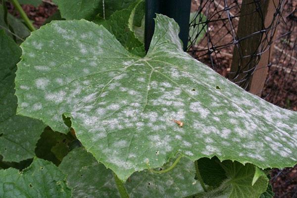 derrota de pepino de limón