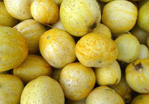 récolte d'ogurlimon