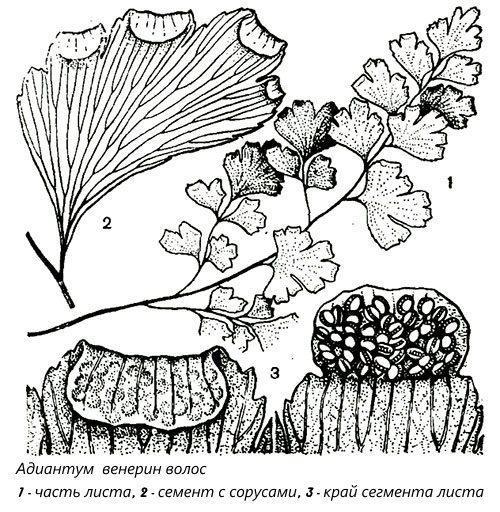 La structure de la plaque de tôle