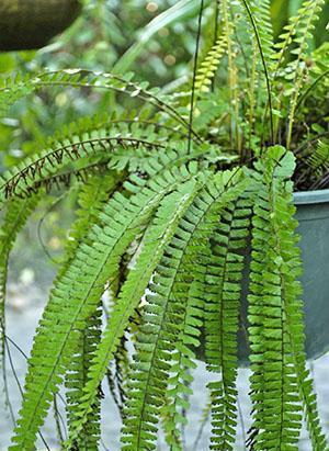 Un entretien soigné est le gage d'un bon développement des plantes