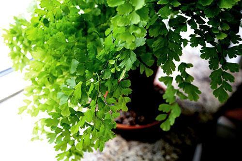 Le maintien du régime de température souhaité pour le maidenhair vous évitera de nombreux problèmes