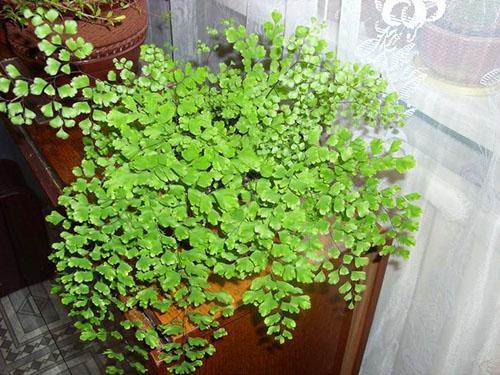 Maidenhair se développe bien et plaît avec son apparence