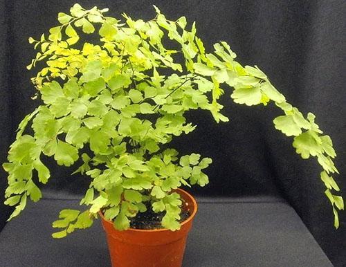 Lors du repiquage, le collet du maidenhair doit être au-dessus du niveau du sol