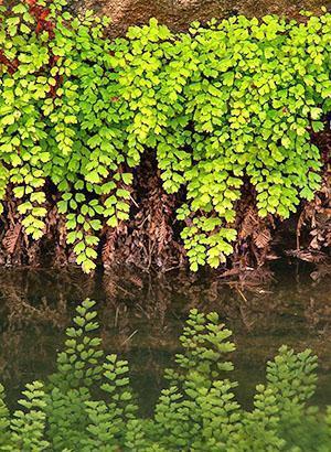 Culantrillo en la naturaleza