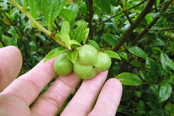 Après la floraison, des capsules avec de grosses graines se forment