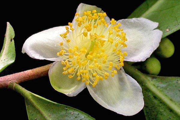 La camelia crece bien en un lugar cálido y luminoso.