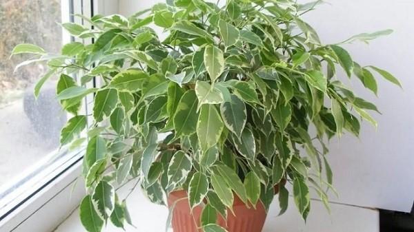 ficus rizado