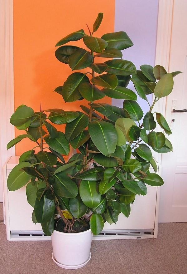 ficus de goma