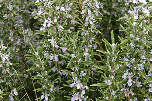 fleurs de romarin