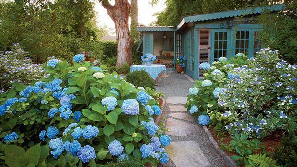 cultivo de hortensias en el país