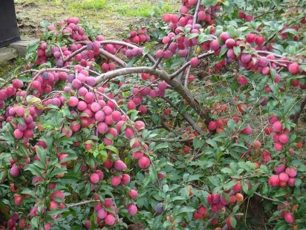 ciruela cereza en el jardín de la casa de campo