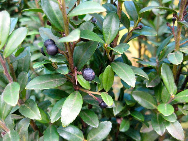variedad crenada