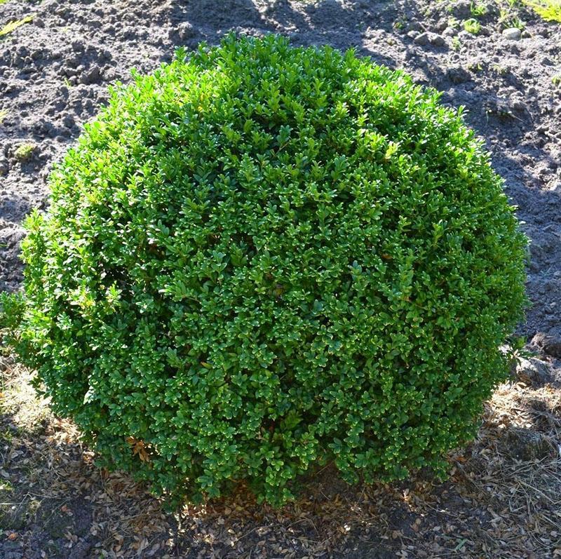 cómo cultivar holly holly