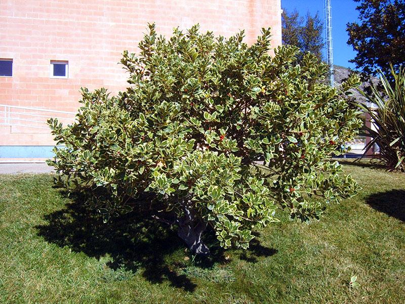Sitio de plantación de acebo