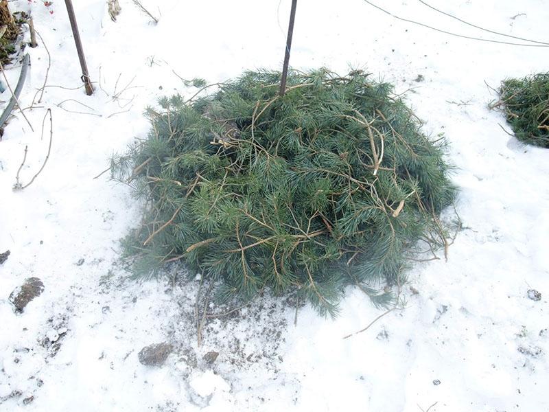 protection des arbustes contre le gel