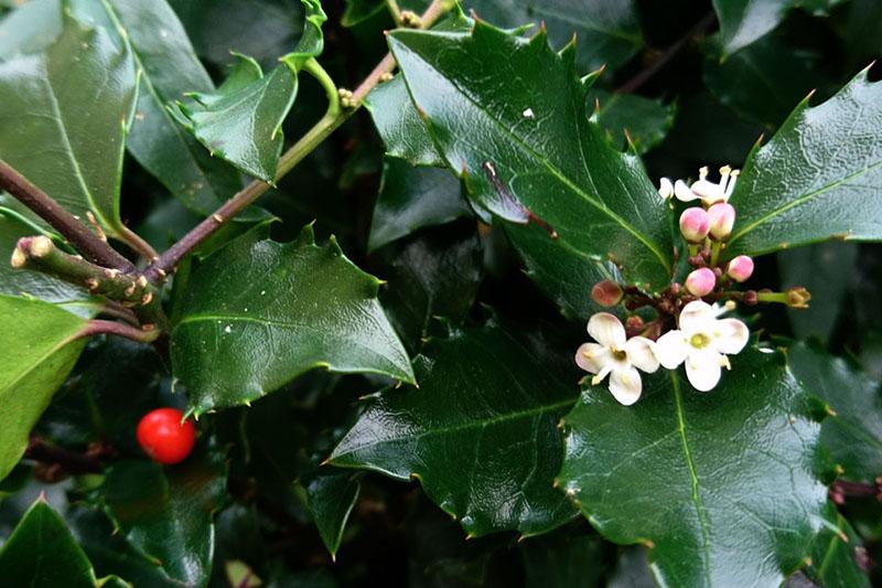 el acebo está en flor
