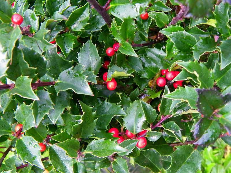 variedad meserva