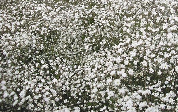 copo de nieve de gypsophila paniculata