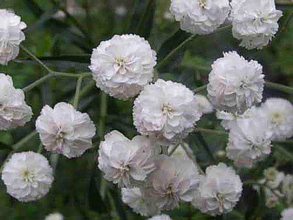 velo de gypsophila rosi