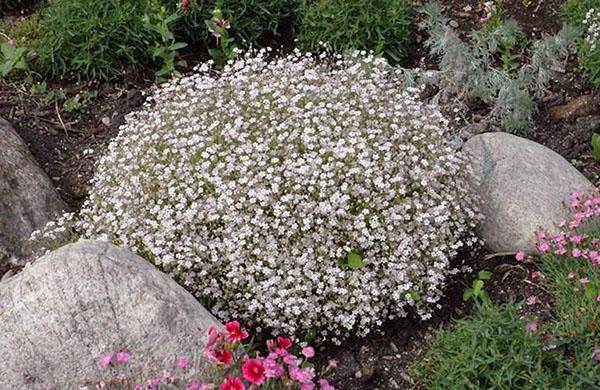 gypsophila terry