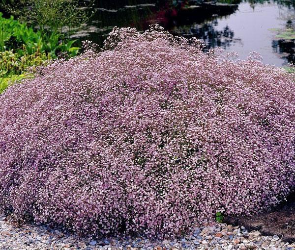 gypsophile rosenschleier