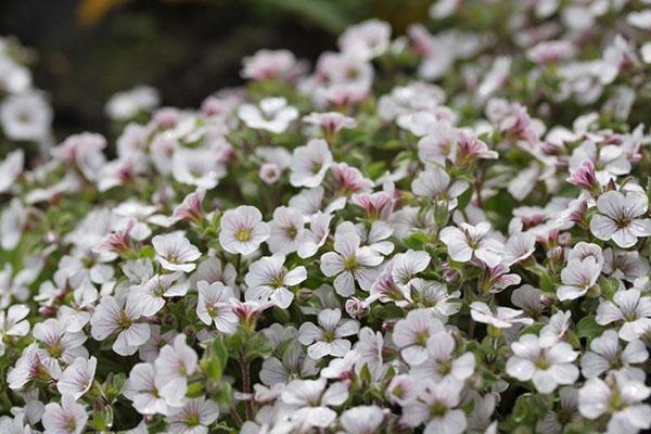 gypsophila cefálica