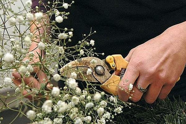 poda de gypsophila en otoño