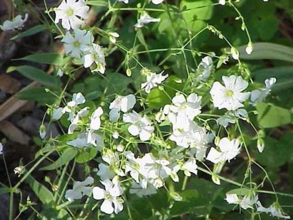 fleurs de gypsophile gracieuses