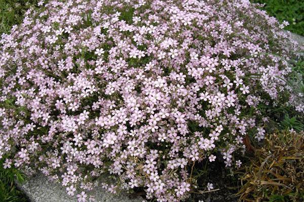 gypsophila arrastrándose