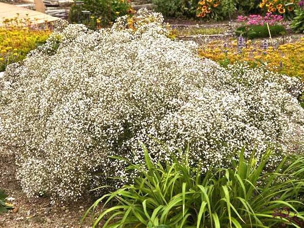 gypsophila paniculata