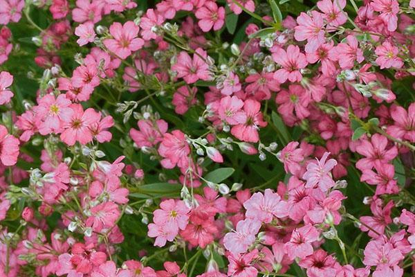 gypsophila elegante variedad de rosas