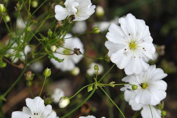 gypsophila elegante grado elegante