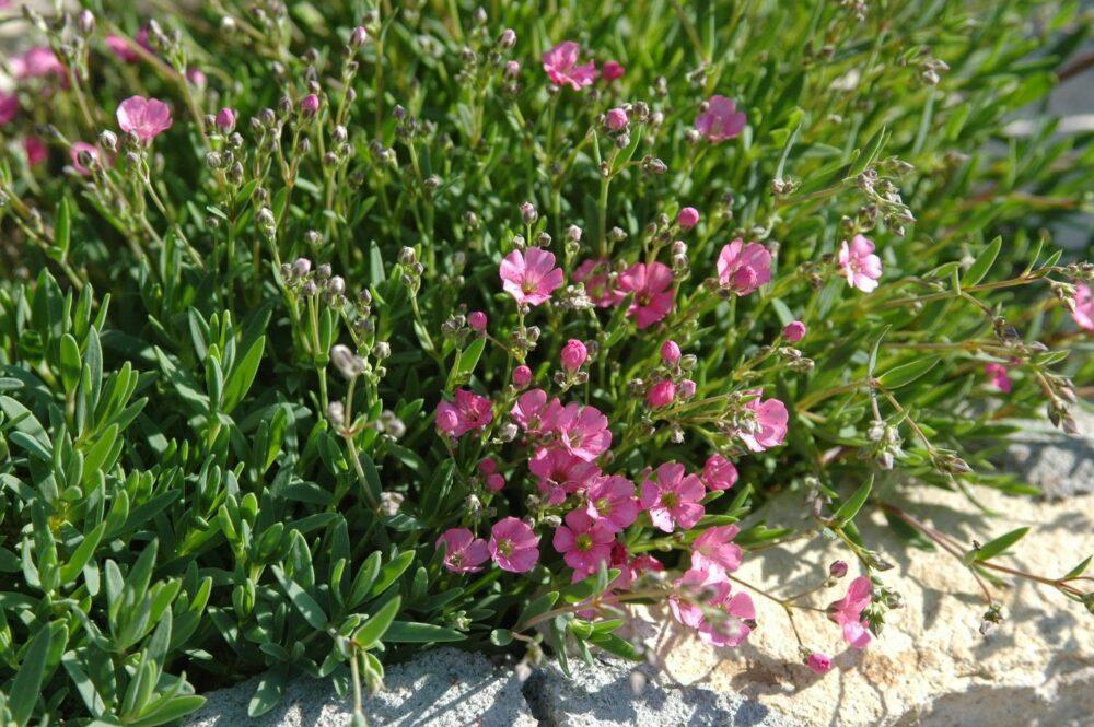 gypsophile rampant