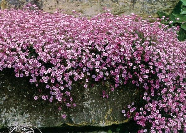 gypsophila rosa arrastrándose