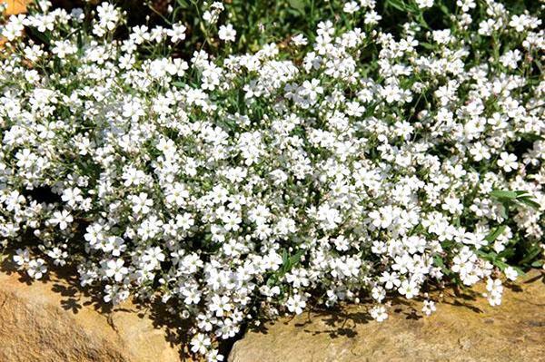 gypsophila arrastrándose blanco