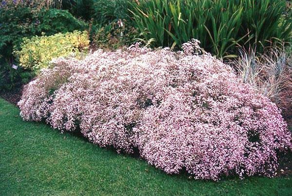 gypsophile dans l'aménagement paysager