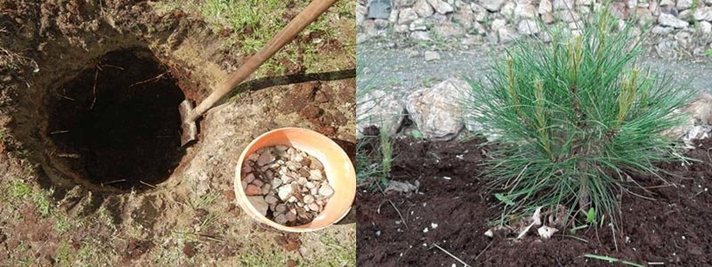 le processus de plantation de cèdre nain