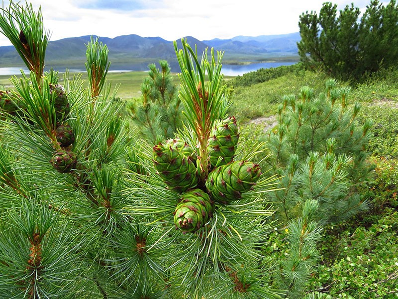cèdre nain à l'état sauvage