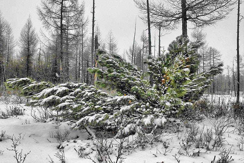 vue sur elfe en hiver
