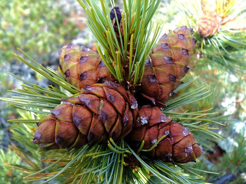 cônes nains mâles