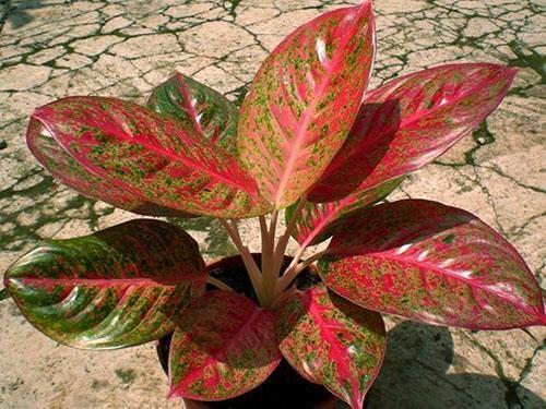 L'une des variétés d'aglaonema décoratif