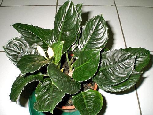 Aglaonema - plante tolérante à l'ombre